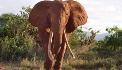 ImagenDestacada-MundoPeliculas-TheElephantQueen