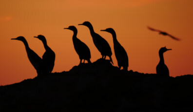 National Geographic