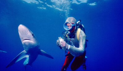 PLAYING WITH SHARKS