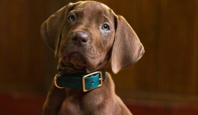 Scooby-Doo El origen