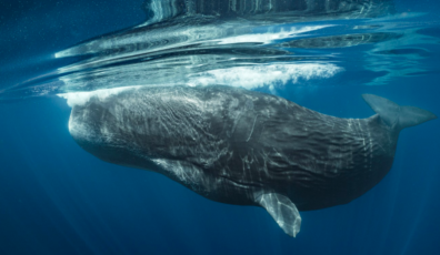 Secretos de las ballenas 1