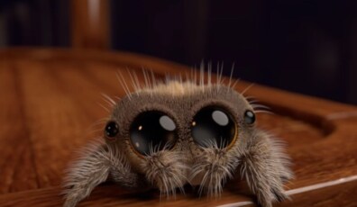 araña-lucas