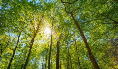 Spring Sun Shining Through Canopy Of Tall Trees. Upper Branches Of Tree. Sunlight Through Green Tree Crown - Low Angle View.