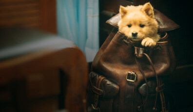 hachiko 2